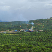 Ölpalmen-Plantage mit Ölmühle