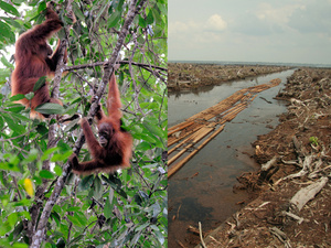 Der Orang-Utan verliert seinen Lebensraum