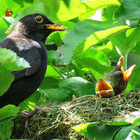 Eine Amsel füttert ihre Jungen in einem Nest