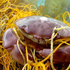 Krebs der sich in Fischernetz verfangen hat