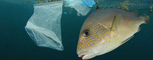 Fisch und Plastikmüll im Meer