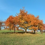 Obstbäume im Herbstlaub auf einer Wiese.