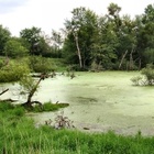 Ein Sumpf eingerahmt von Bäumen.