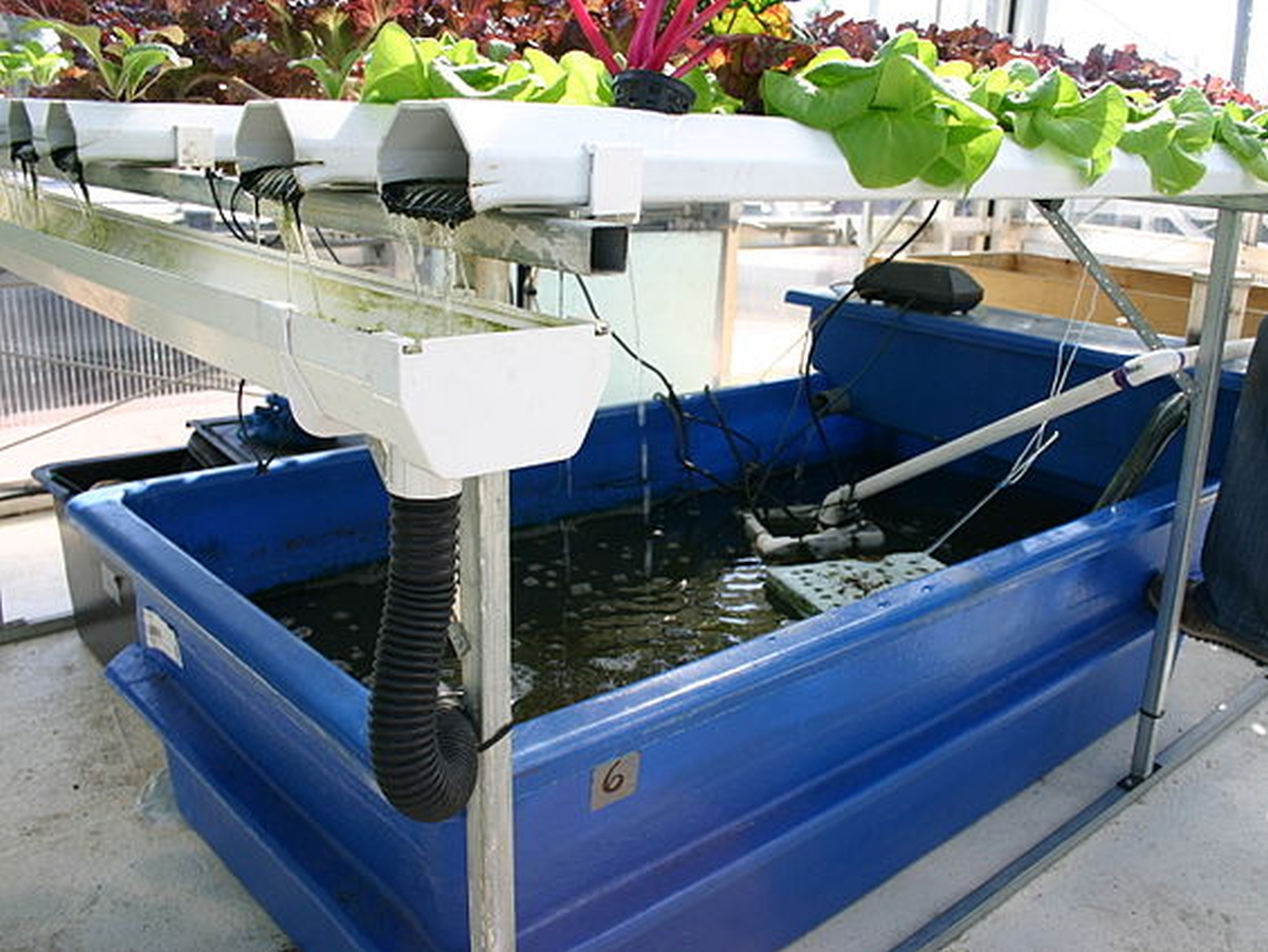 medien_fotos_urban_gardening_gardening_aquaponic.jpg