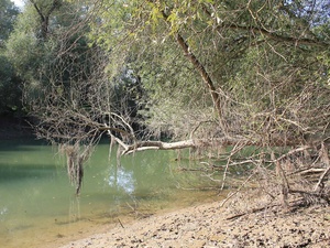 Alte Rheinauen