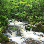 Ein Bach im Nationalpark Bayerischer Wald. (Foto: Willow/commons.wikimedia.org/CC BY-SA 3.0) Bach im Bayerischen Wald