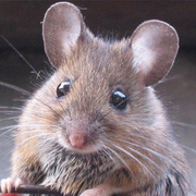 Die Hausmaus gilt heute als etablierte "heimische" Art. Doch auch sie stammt ursprünglich nicht aus Europa. Hausmaus