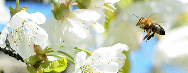 Eine Biene fliegt zu einer Blüte