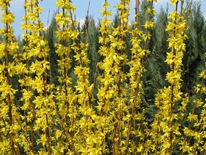 Forsythien