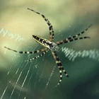 Spinne und Spinnennetz