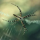 Warum sollten sich Menschen für den Artenschutz einsetzen? Spinne und Spinnennetz