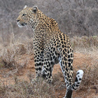 Ein Leopard streift durch die Wildnis.