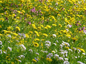 Wie viele Blüten brauchen Bienen? 