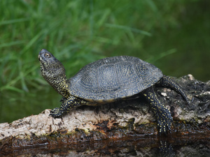 Europäische Sumpfschildkröte