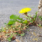 Welche Funktionen erfüllt das Stadtgrün für Mensch und Umwelt? Löwenzahn auf Asphalt