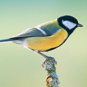 Im Frühling beginnen Vogelarten wie die Kohlmeise zu brüten. Wenn der Nachwuchs geschlüpft ist, muss er mit Larven von Insekten wie Schmetterlingen gefüttert werden. Kohlmeise