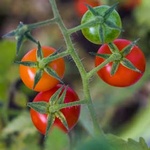 Tomatenpflanze mit Früchten