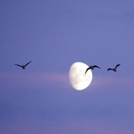Drei Vögel am Nachthimmel mit einem großen, leuchtenden Mond im Hintergrund. 