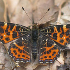 Bestimmte Schmetterlinge brauchen ganz spezielle Pflanzen zum Leben. Sie ernähren sich zum Teil von Blütennektar, die Schmetterlingsraupen unter anderem von Blättern. Schmetterling: Landkärtchen