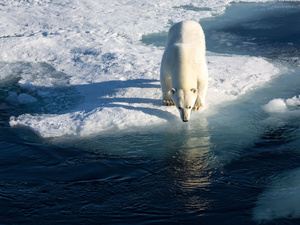 Eisbär: Spezialist in Schwierigkeiten