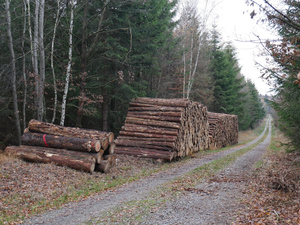 Wald: "Aufgeräumter" Forst