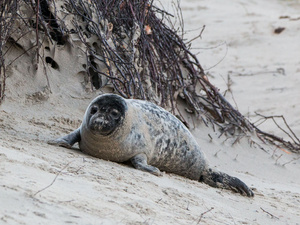 Säugetiere im Wattenmeer 