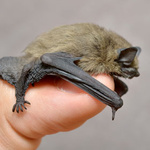 Babyfledermaus