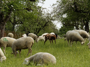 Agrarlandschaft: schonende Weidewirtschaft