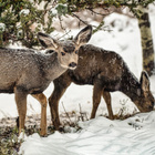 Zwei Rehe stehen in einer verschneiten Landschaft unter einem Baum.