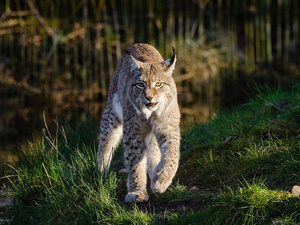 Der Luchs