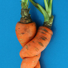 Zwei Karotten