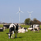 Kuhweide, im Hintergrund Windräder