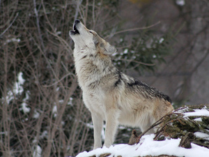 Die Rückkehr des Wolfes