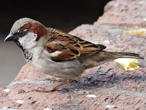 Haussperling ("Spatz")