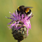 Hummel sitzt auf pinker Blüte.