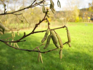 Haselblüte