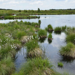 Eine renaturierte Moorlandschaft