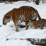 Eine Tigermama mit ihrem Jungen