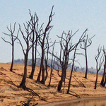 Kahle Bäume in trockender Landschaft