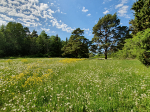 Boden: Natürliches Grasland