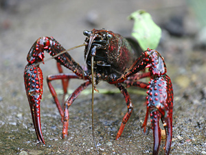 Roter Amerikanischer Sumpfkrebs (Procambarus clarkii)