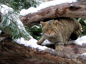 Die Wildkatze (Wildtier des Jahres 2018)
