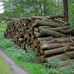 Ein Stapel gefällter Baumstämme am Waldweg