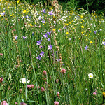 Wilde Wiese voller Blumen