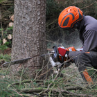 Mensch mit orangenem Helm sägt einen Baum durch.
