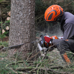 Mensch mit orangenem Helm sägt einen Baum durch.