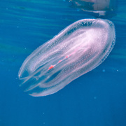 Meerwalnuss schwimmt in blauem Wasser.