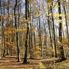 Der Wald erfüllt vielfältige Funktionen; so ist er z.B. Sauerstoff- und Holzlieferant. Bäume mit gefärbtem Laub