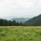 Aufnahme einer großen Wiese, im Hintergrund beginnt der Wald und es ist neblig. 