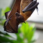 A bat hangs from a pole.
